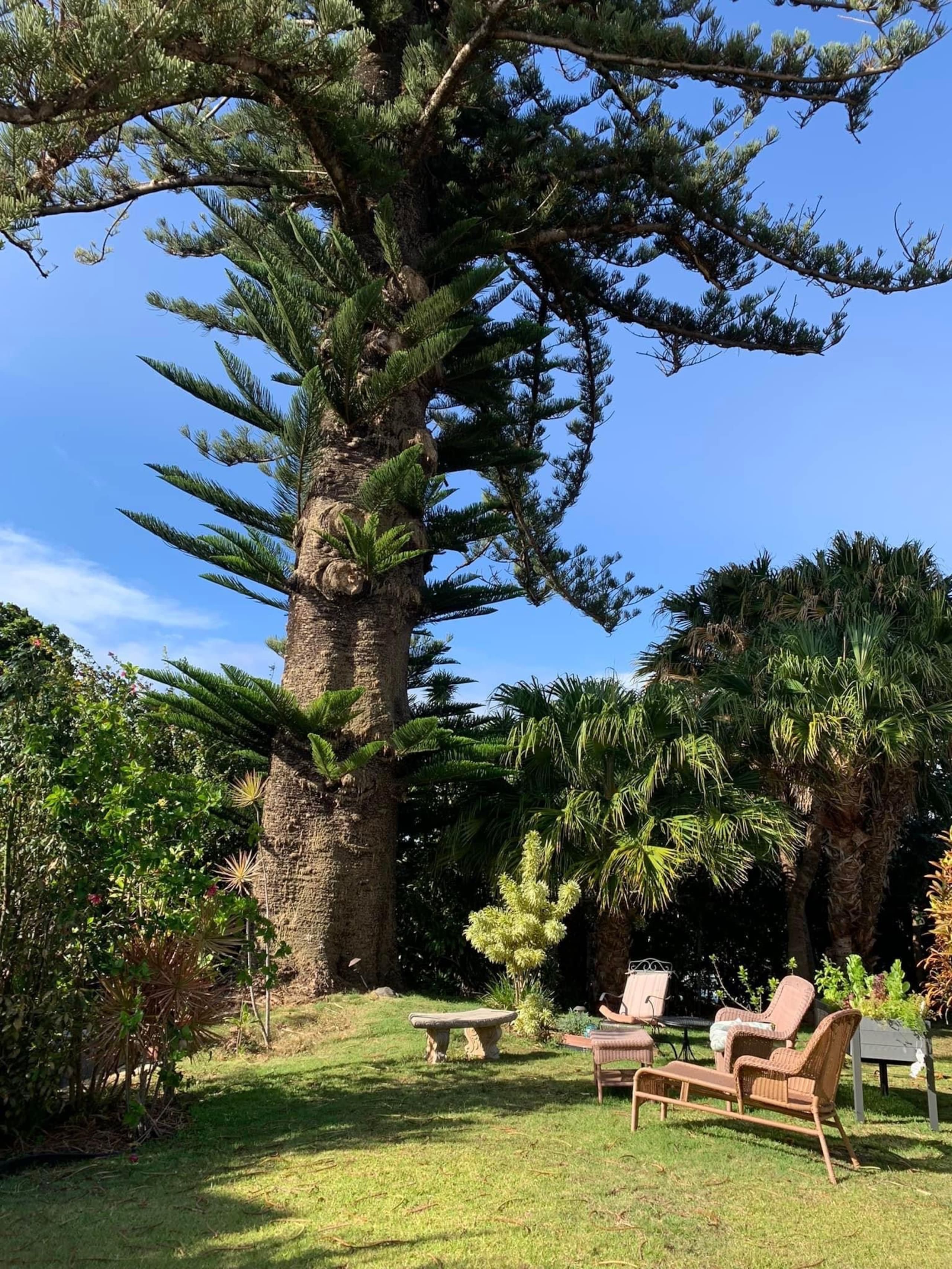 Guesthouse in Makawao · ★4.95 · 1 bedroom · 1 bed · 1 private bath - Image 18