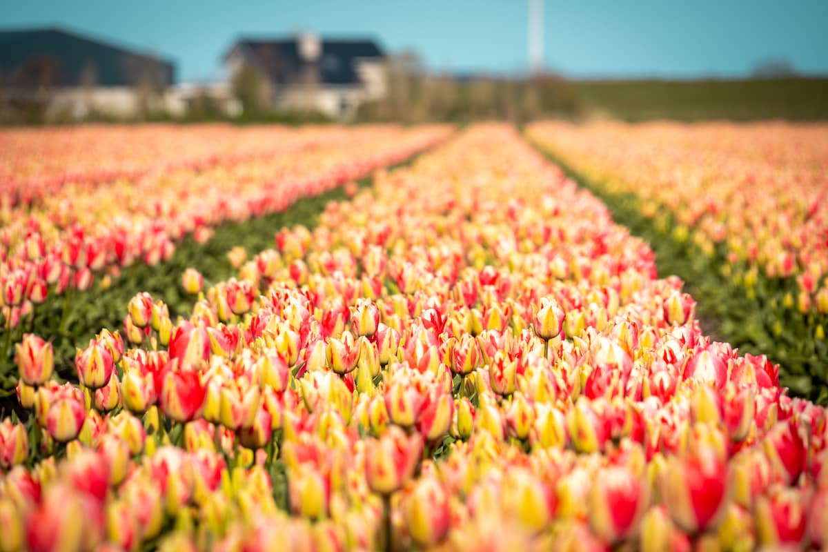 A vibrant field of tulips showcases rows of flowers displaying shades of pink and yellow. The florals stretch towards the horizon, where blurred farmhouses are visible against a clear blue sky. The landscape embodies a tranquil and picturesque setting.