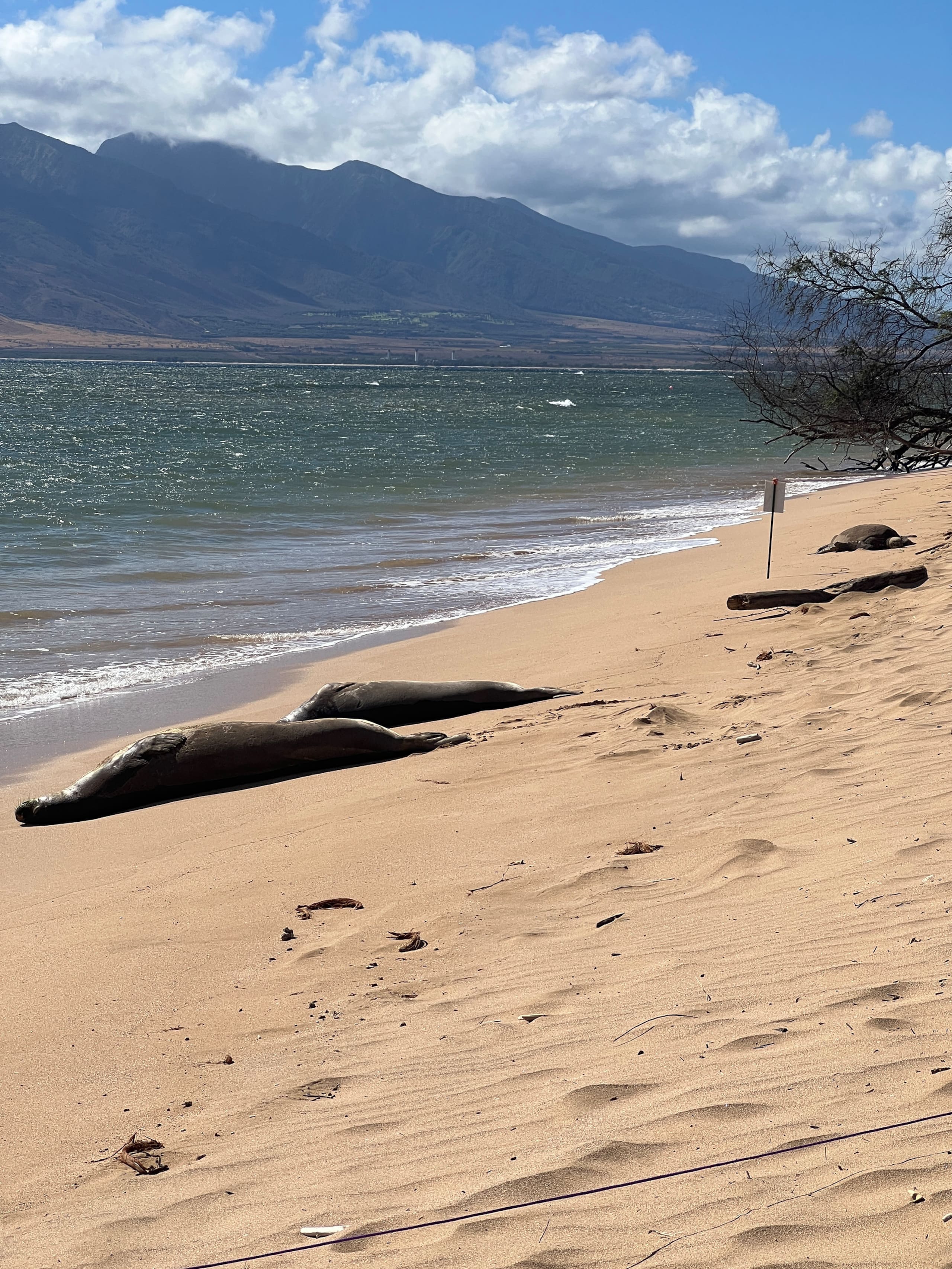 Condo in Kihei · ★4.96 · 2 bedrooms · 4 beds · 1 bath - Image 35