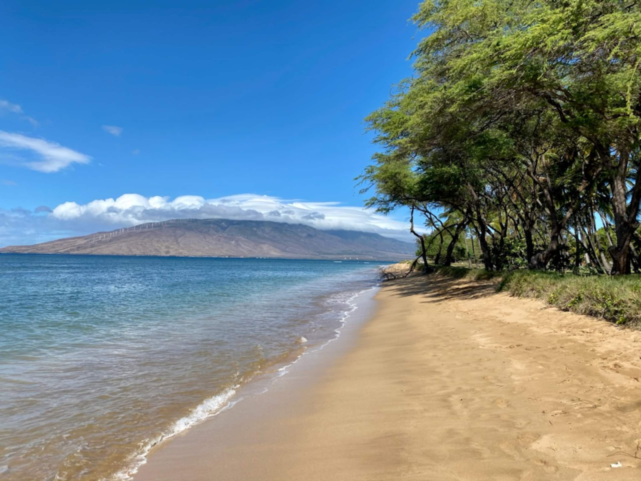 Condo in Kihei · ★4.96 · 2 bedrooms · 4 beds · 1 bath - Image 33