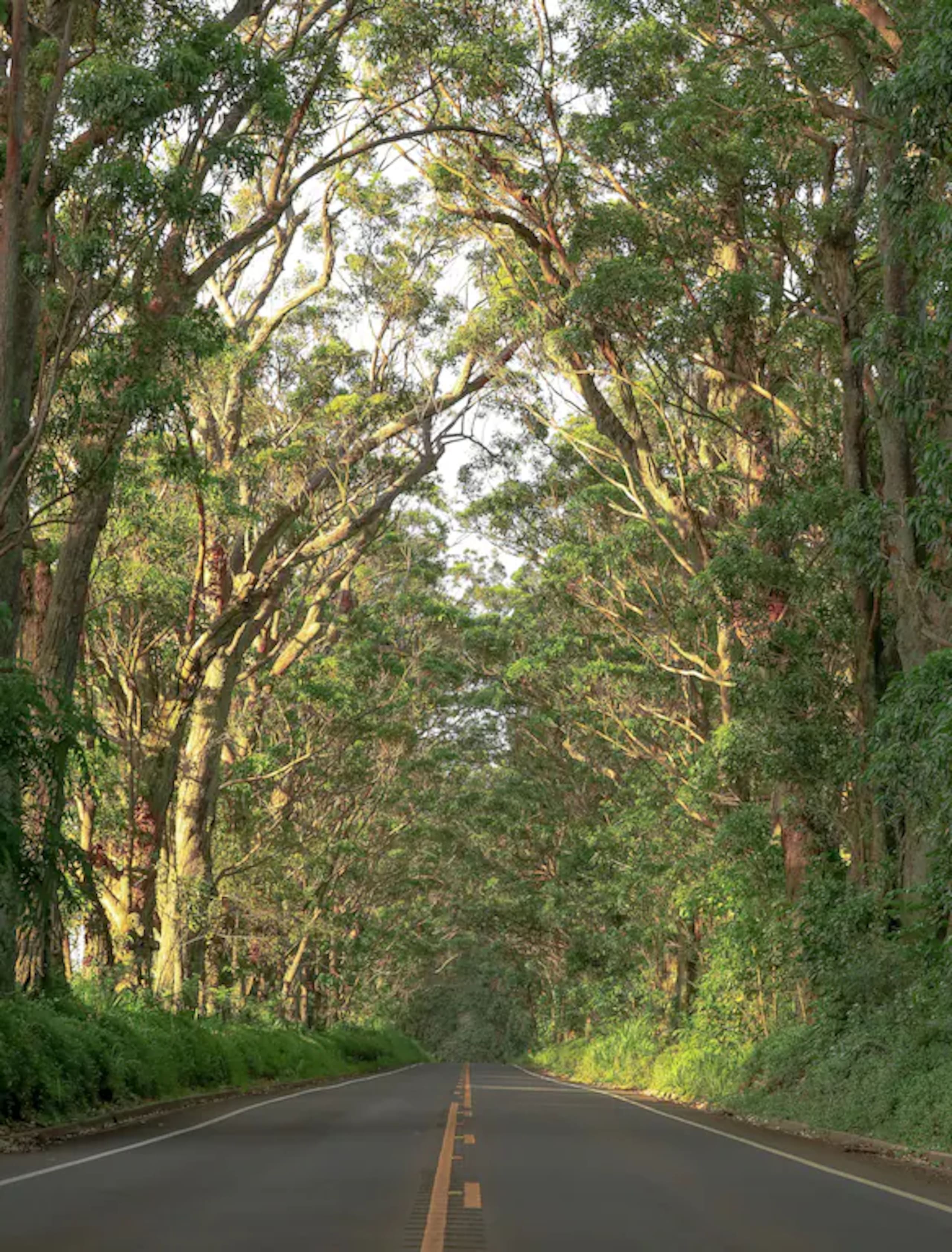 Home in Koloa · ★4.97 · 4 bedrooms · 5 beds · 2.5 private baths - Image 19