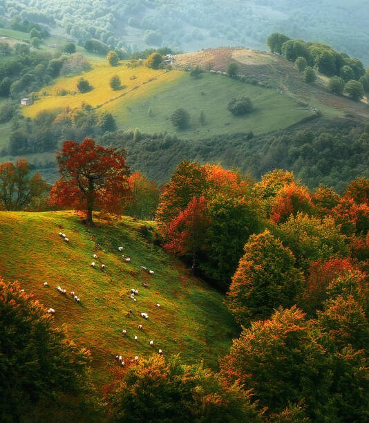 A lush, rolling landscape is depicted, showcasing trees in vibrant autumn colors. A gentle slope reveals grazing sheep amidst patches of green and orange foliage, with distant hills creating a serene backdrop under soft lighting.