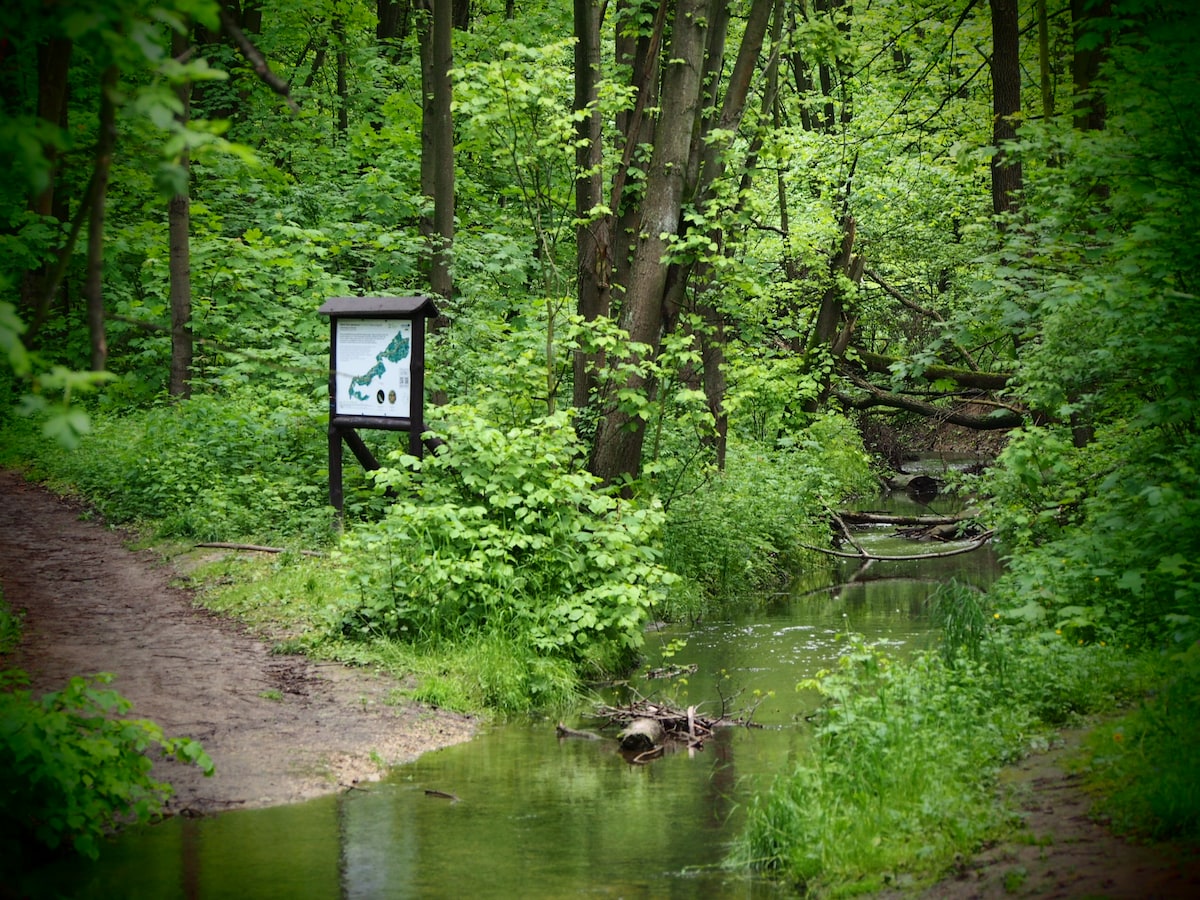 A tranquil forest scene is depicted, featuring lush green foliage surrounding a gentle stream. A signboard is placed along a winding path, offering information about the area's natural features. The setting conveys a calm and serene environment, ideal for nature lovers.