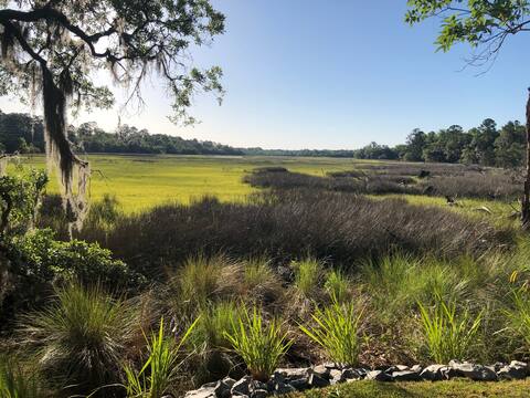 Harris Neck-Shellman Bluff GA "Bird Nest"on Marsh