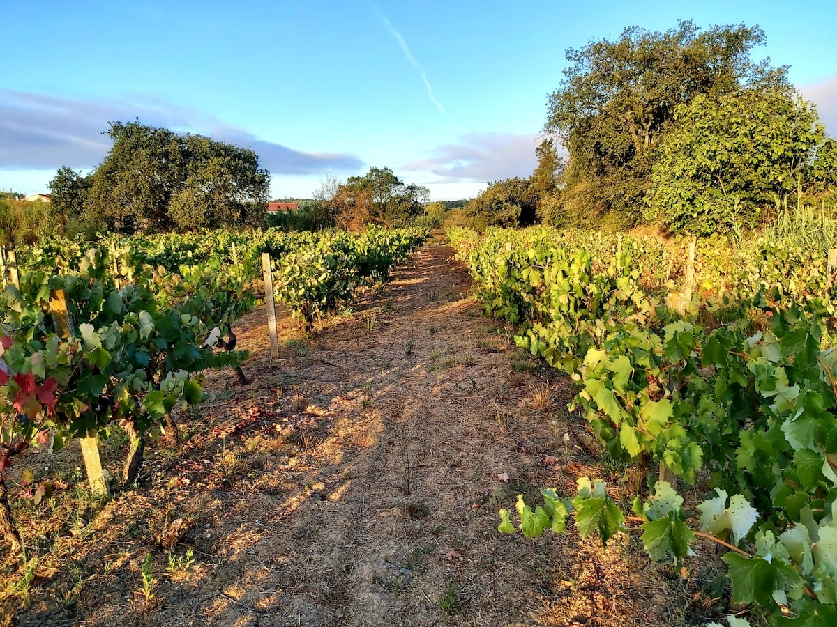 A sunlit pathway winds through rows of lush green grapevines, flanked by trees on either side. The horizon features a soft blue sky, suggesting tranquility in the rural landscape.