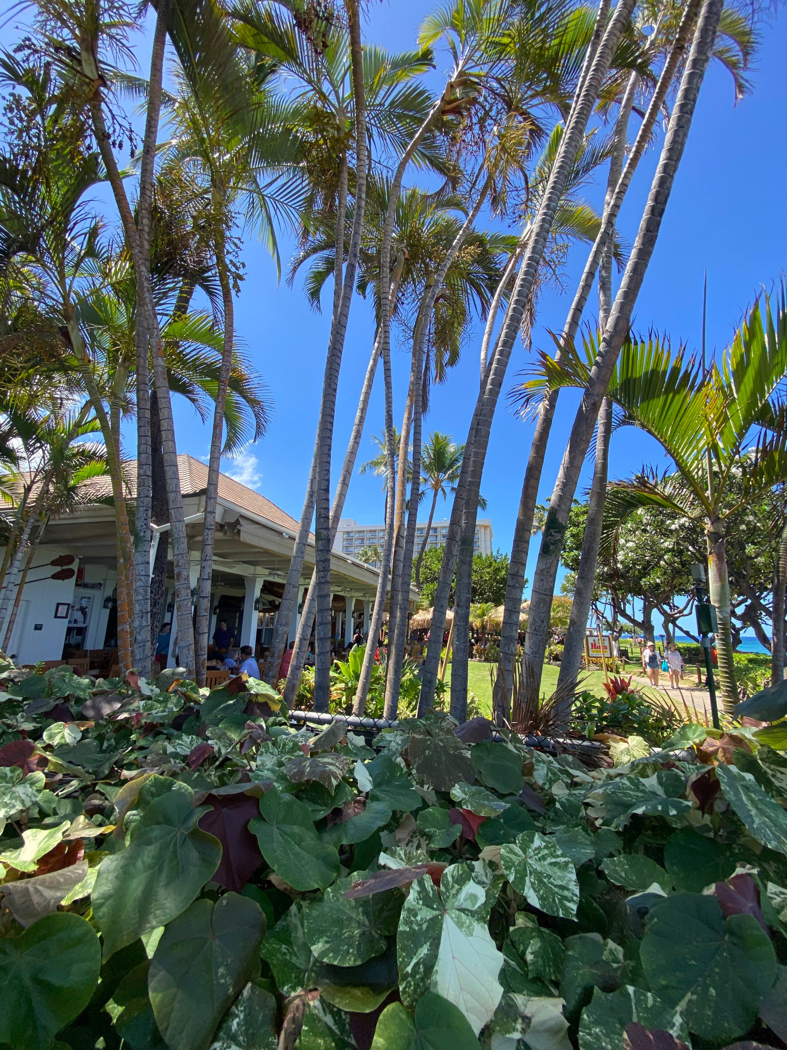 Kaanapali Whaler Full Oceanfront Oceanview AC - Image 25