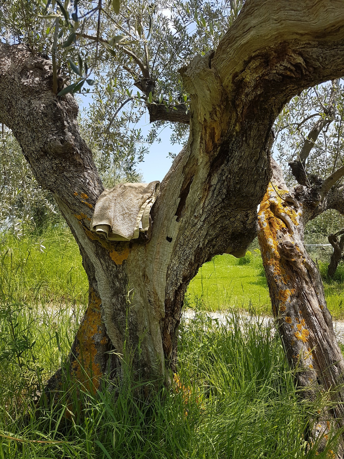 An olive tree with a textured trunk is shown, featuring its gnarled branches adorned with green leaves. A light-colored towel rests on a branch, surrounded by lush grass and plants, indicating a serene outdoor setting.