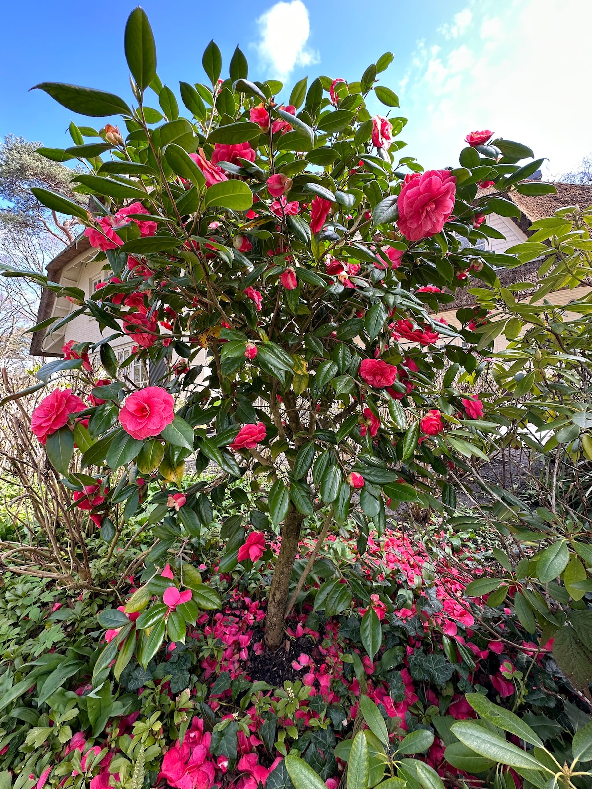 A flowering shrub is adorned with vibrant pink blossoms, creating a striking display against lush green foliage. A carpet of fallen petals offers a contrast to the surrounding greenery. The background showcases a light-colored building, partially obscured by the vibrant plant life.