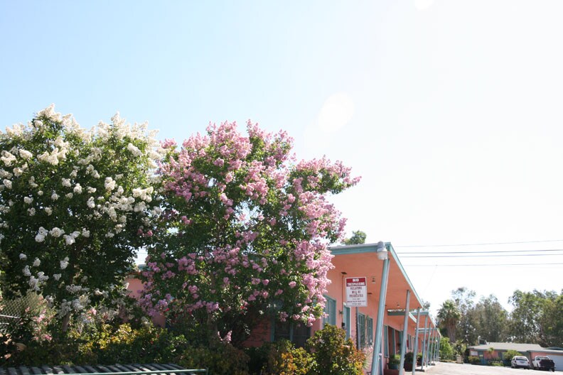 A colorful exterior of a vintage complex is shown, with flowering trees featuring clusters of pink and white blossoms. The sunlit environment enhances the charm of the retro-style buildings, which are surrounded by greenery, creating a welcoming atmosphere.