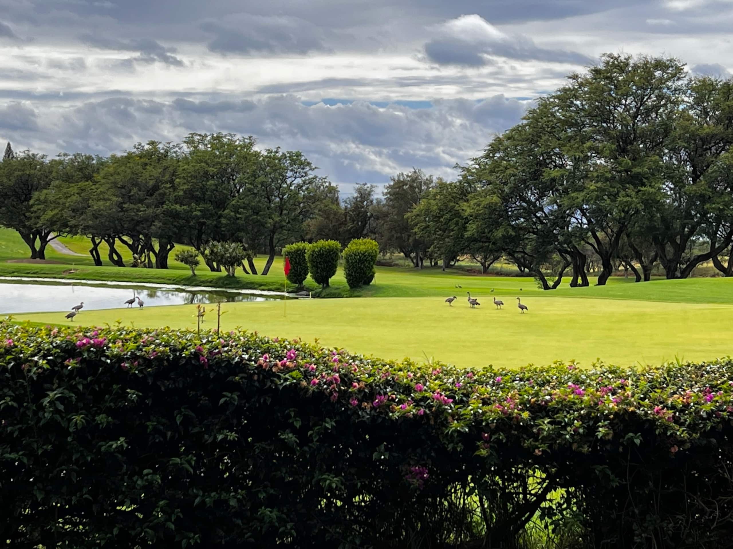 Waikoloa Gem: Views, Beach Gear, Pickleball + Golf - Photo 22