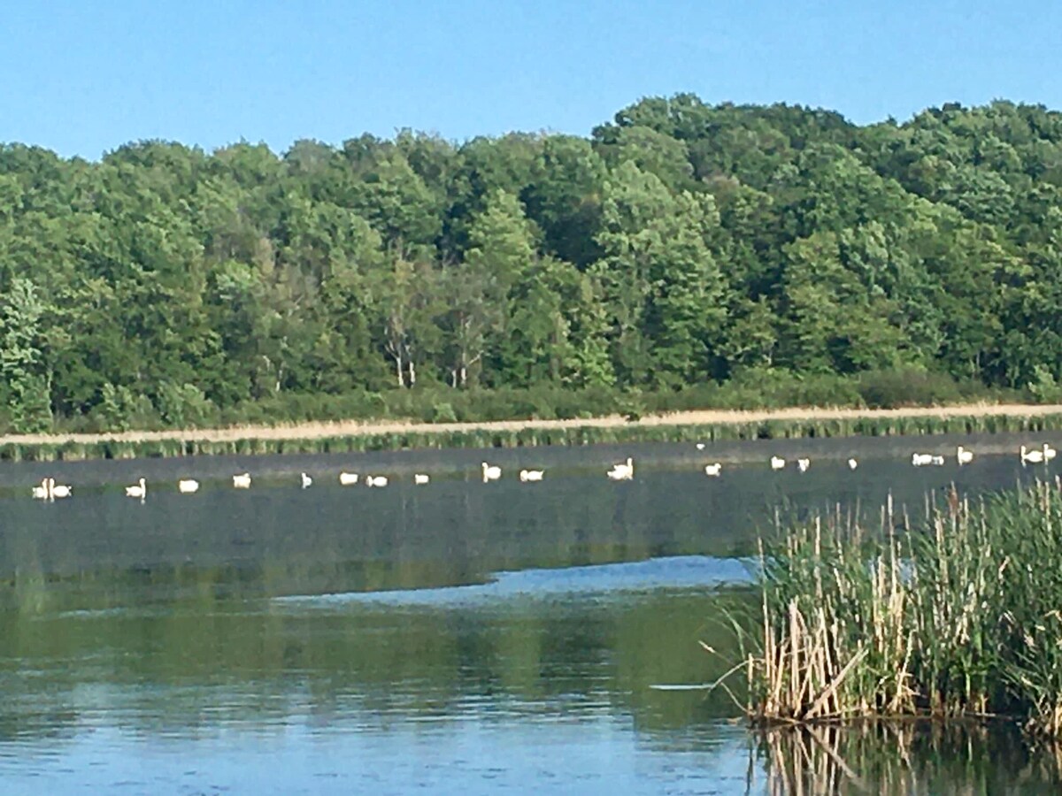 A serene waterfront scene is captured, showcasing a calm bay lined with lush greenery. Swans glide gracefully on the water's surface, their elegant forms contrasting with the natural setting. Reeds and grasses frame the foreground, enhancing the tranquility of the environment.
