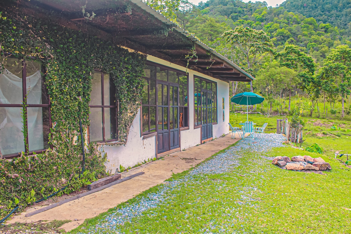 The exterior of the house is surrounded by lush greenery, with ivy climbing the walls. Large glass doors provide access to the interior, while a patio area features a blue umbrella and outdoor seating. A pathway lined with small white flowers leads to a grass-covered yard.