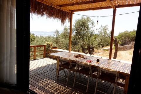 House in olive grove near the beach