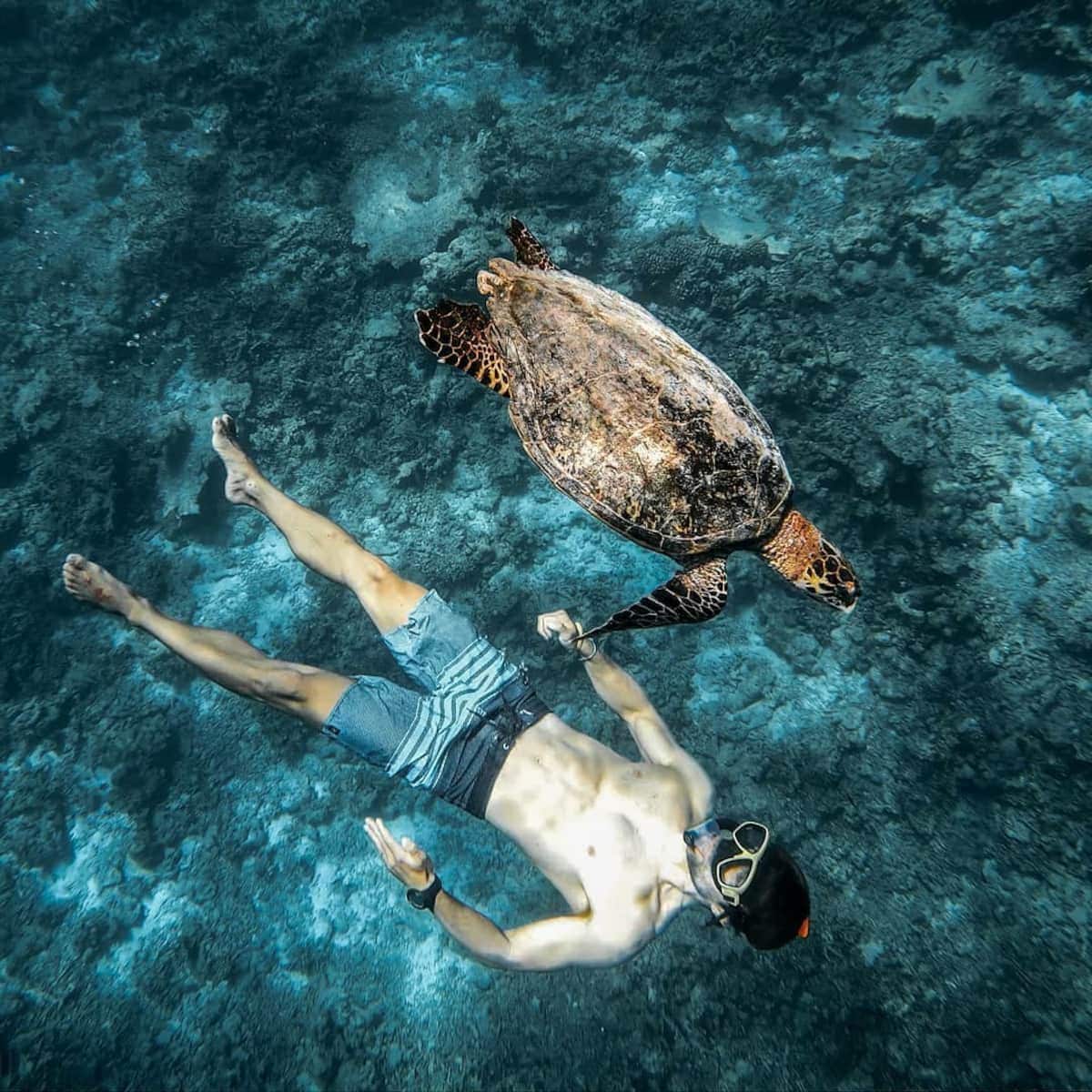A snorkeling scene captures a person floating underwater alongside a sea turtle. The clear blue water reveals vibrant coral formations in the background, while sunlight filters through the surface, illuminating the surroundings.