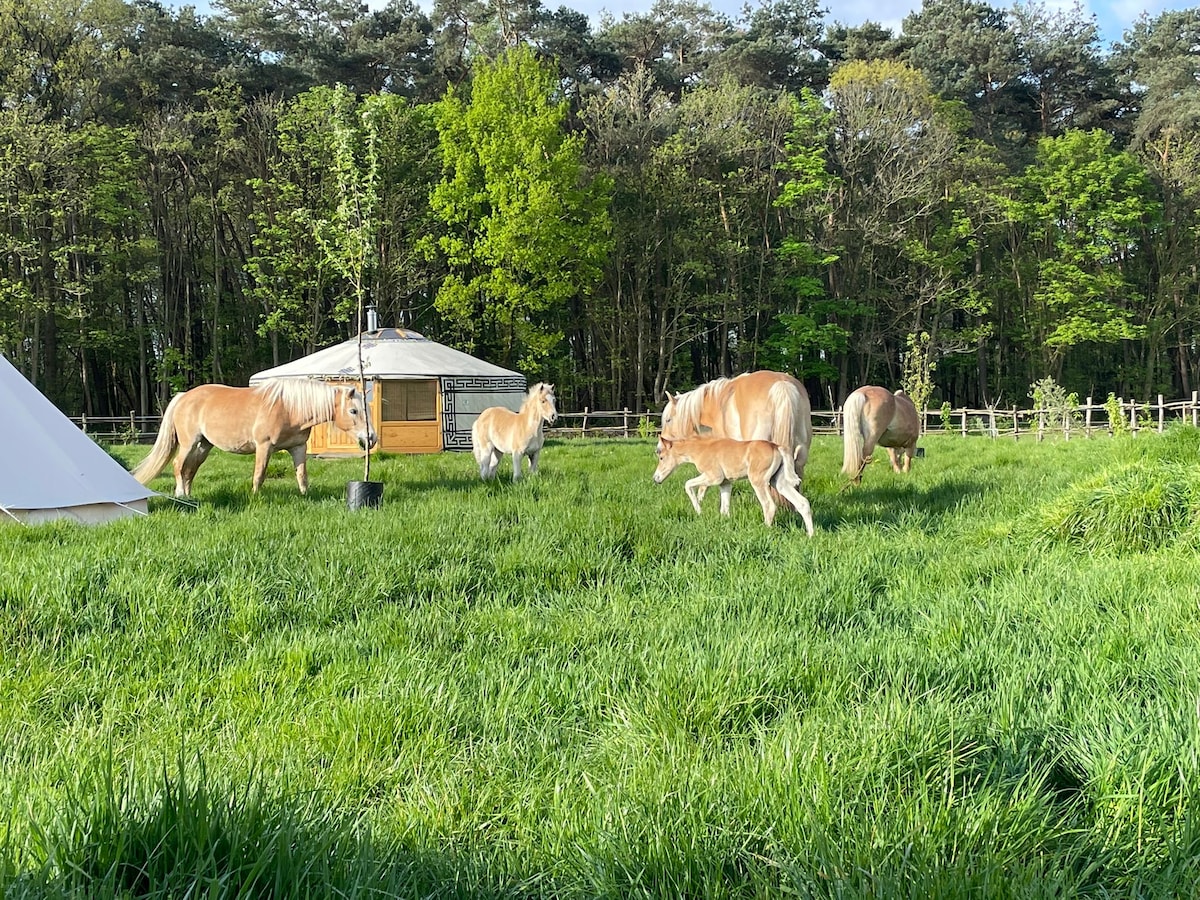 Several horses graze peacefully on lush green grass near a yurt. The scene is framed by trees and a clear sky, highlighting the natural surroundings. The yurt, with its wooden structure and large windows, sits invitingly in the background.