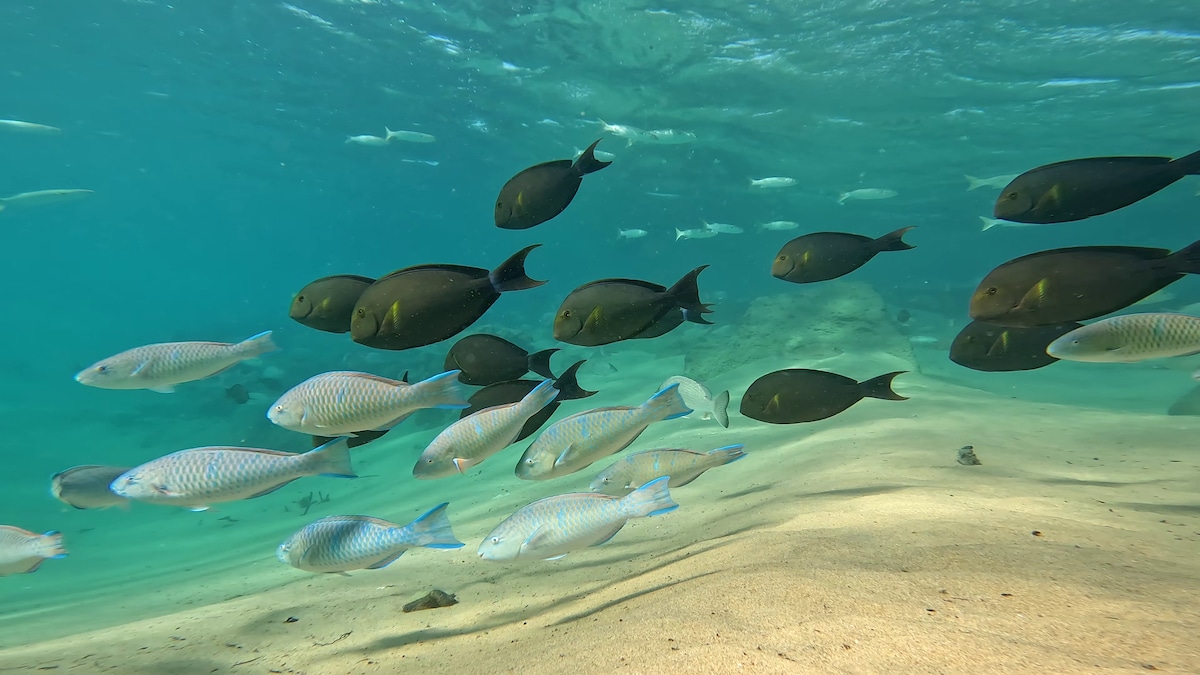A vibrant underwater scene captures a school of fish swimming gracefully over a sandy ocean floor. Dark-colored fish swim prominently alongside lighter-hued varieties, showcasing a variety of shapes and sizes amidst clear blue water, with gentle ripples reflecting the sunlight.
