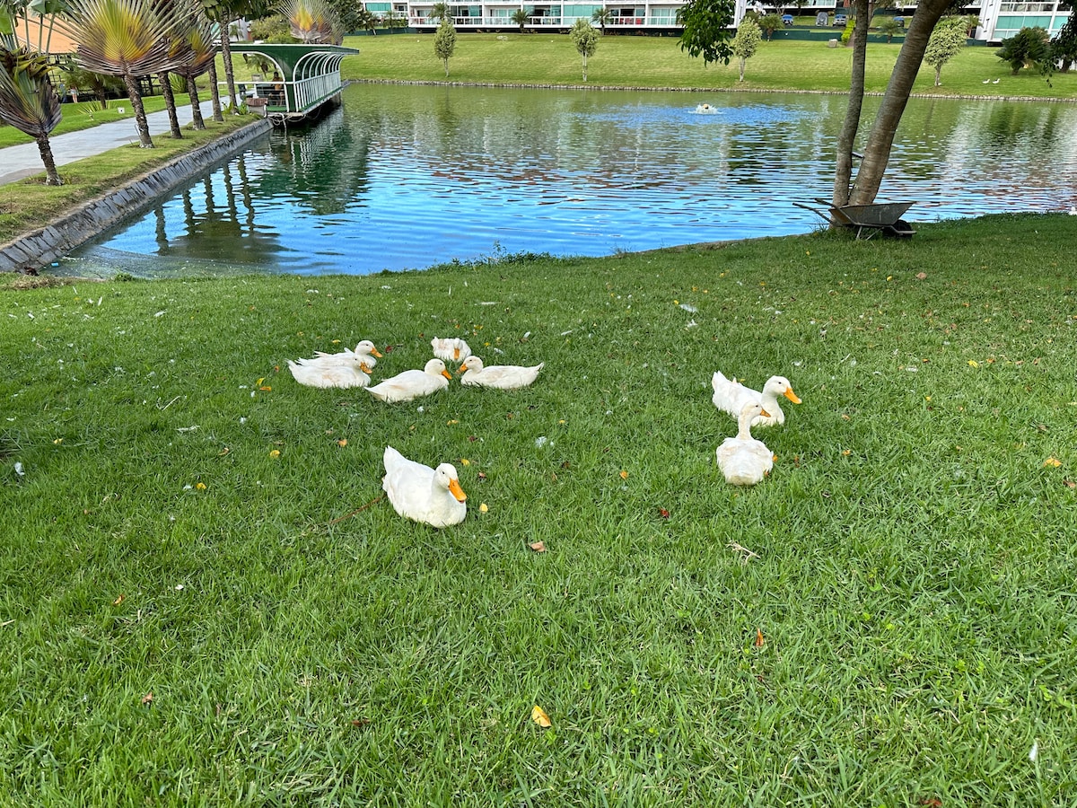 A serene grassy area is depicted next to a calm body of water. Several white ducks are seen resting on the grass, surrounded by occasional fallen leaves. Trees provide shade nearby, enhancing the natural setting.