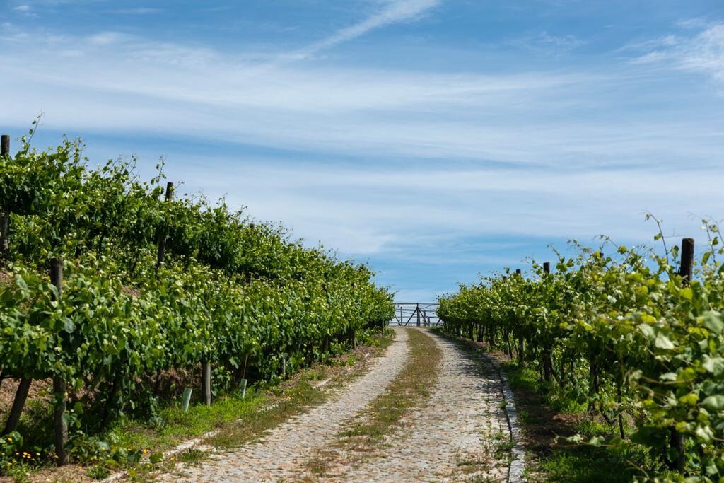 A winding cobblestone path leads through lush vineyards under a clear, blue sky. Rows of grapevines extend on either side, creating a tranquil setting that invites peaceful strolls. Fencing marks the entrance to the vineyard at the end of the path.