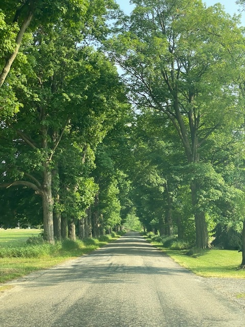 A tree-lined road creates a natural canopy overhead, with tall trees on either side providing shade. The gravel path leads straight ahead, surrounded by lush greenery and the gentle contours of the landscape.