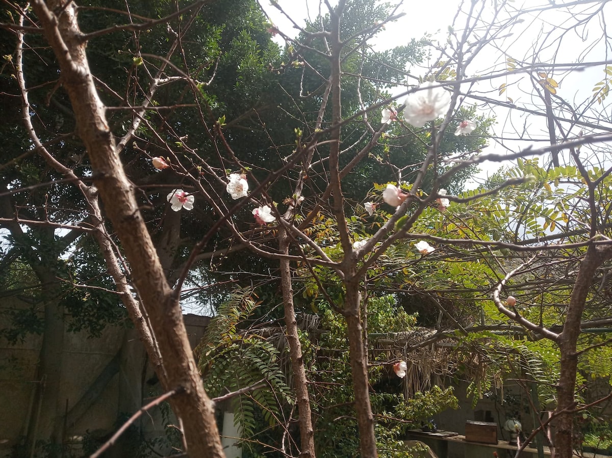 A garden scene is depicted with bare trees featuring delicate white blossoms. Lush greenery surrounds the area, providing a vibrant contrast. Sunlight filters through the branches, casting gentle shadows on the ground, suggesting a peaceful outdoor space accessible from the accommodations.