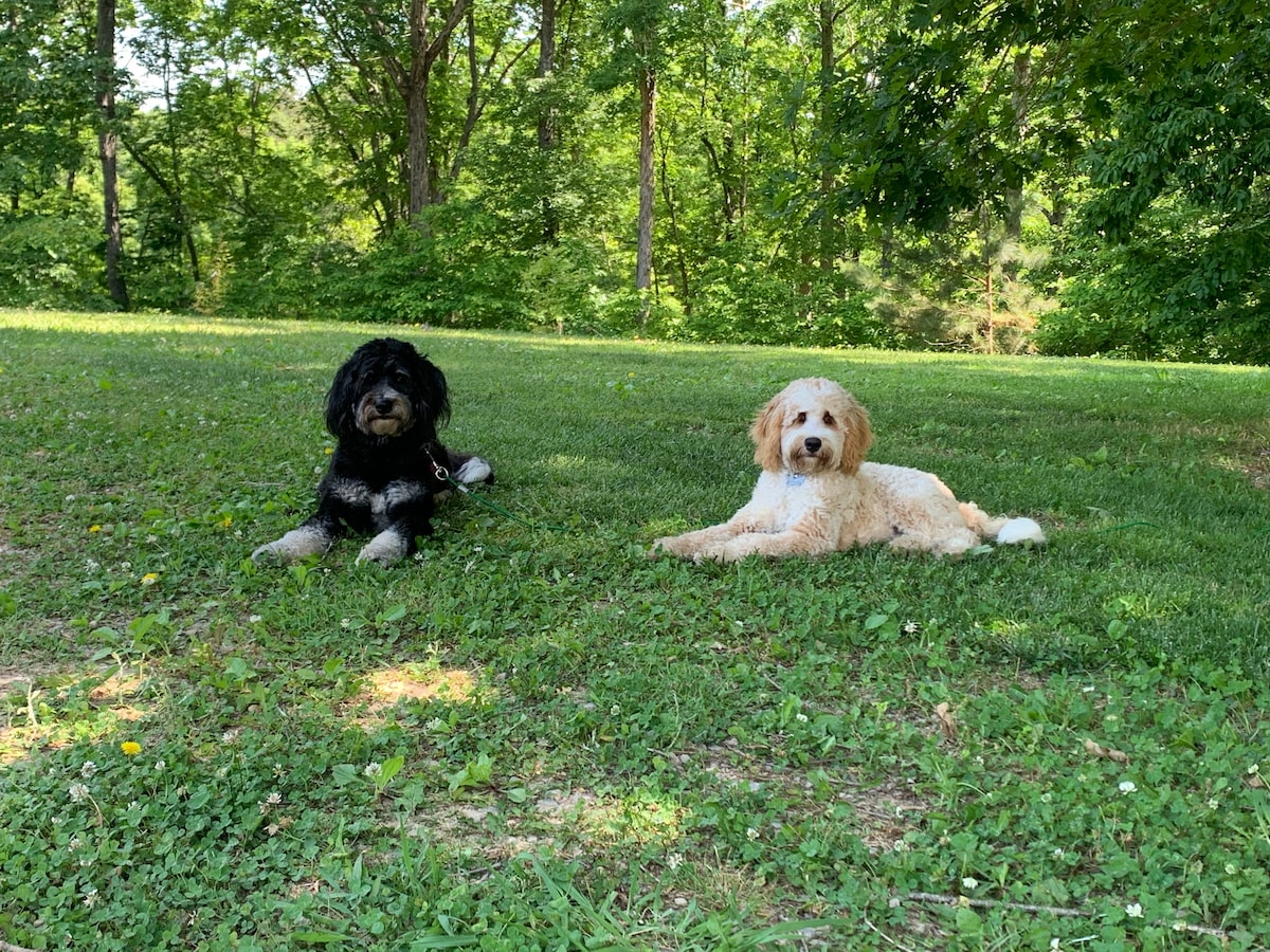 Two dogs are seen lounging on a grassy area, surrounded by lush green trees. One dog is black with white markings, while the other is light brown. The setting is serene, offering a feeling of tranquility in nature.