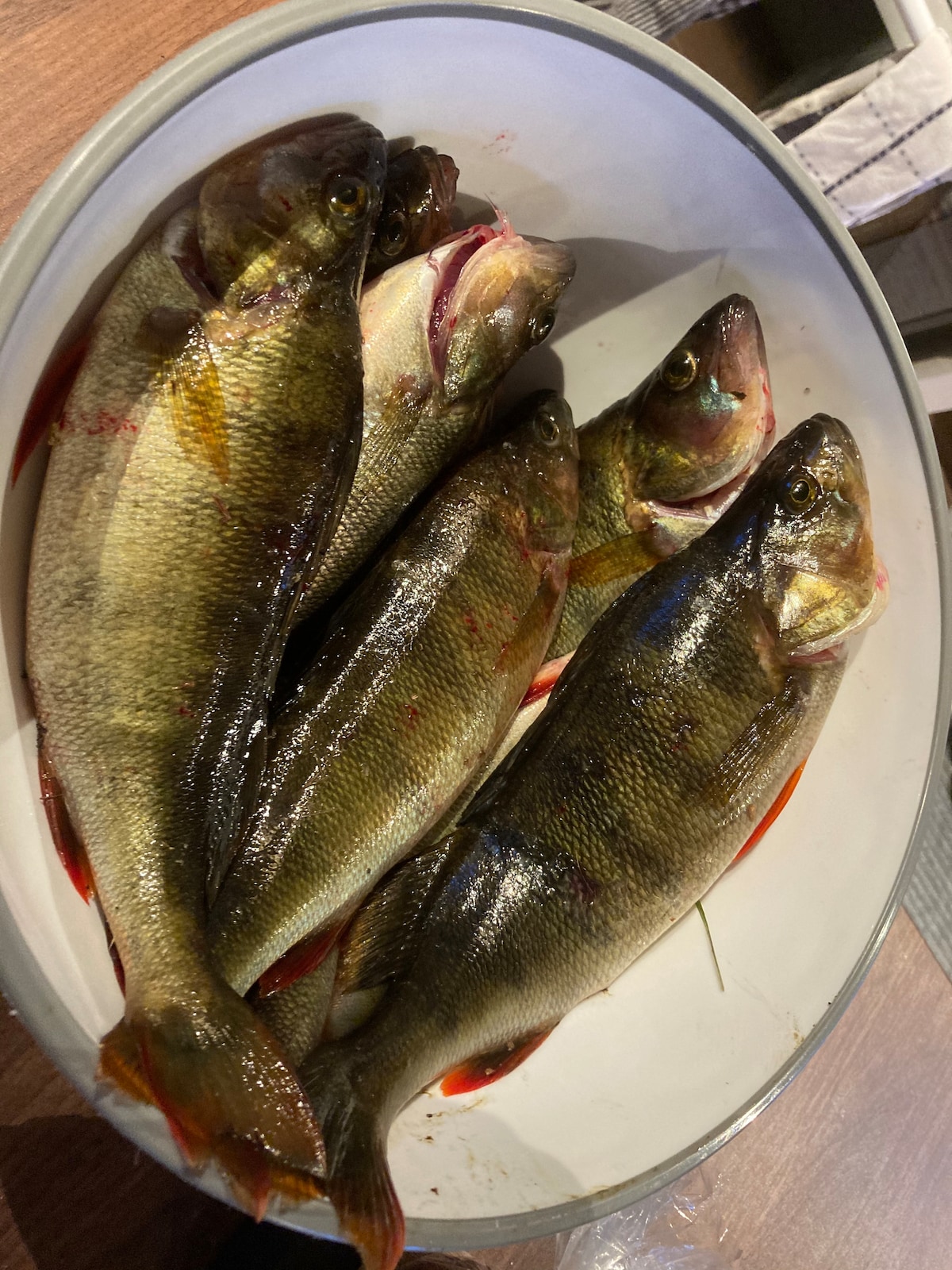 A shallow dish contains several freshly caught fish, showcasing their shimmering scales and distinct markings. The fish vary in size, displaying vibrant colors of green and yellow that highlight their natural beauty.