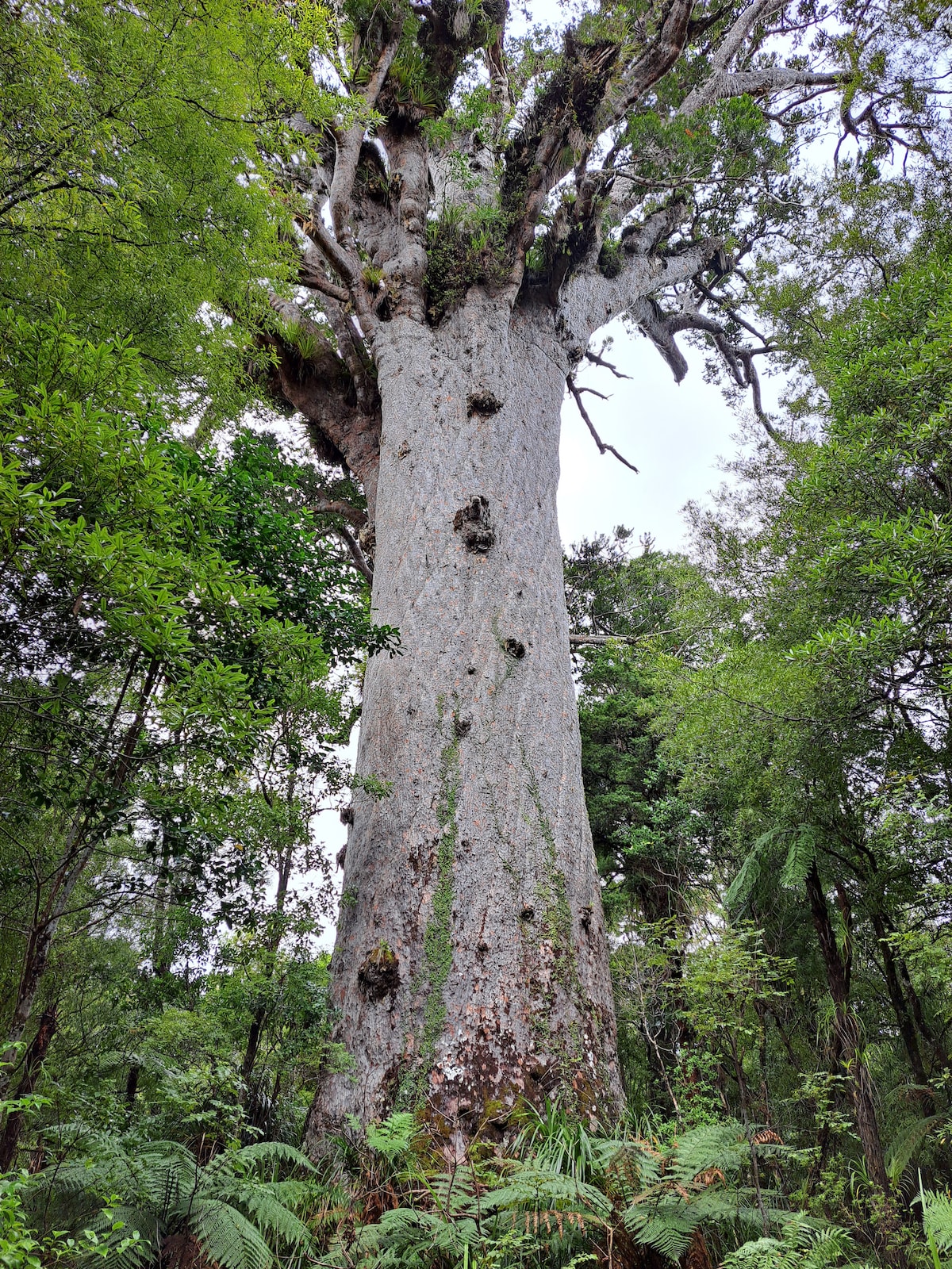 A tall, majestic tree towers above the surrounding lush greenery. Its rough bark is adorned with patches of moss and lichen, while branches reach out toward the sky. Ferns and other foliage flourish at the base, creating a rich and vibrant forest floor.