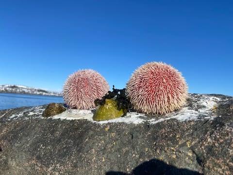 Hitra Getaway: Ideal for Groups