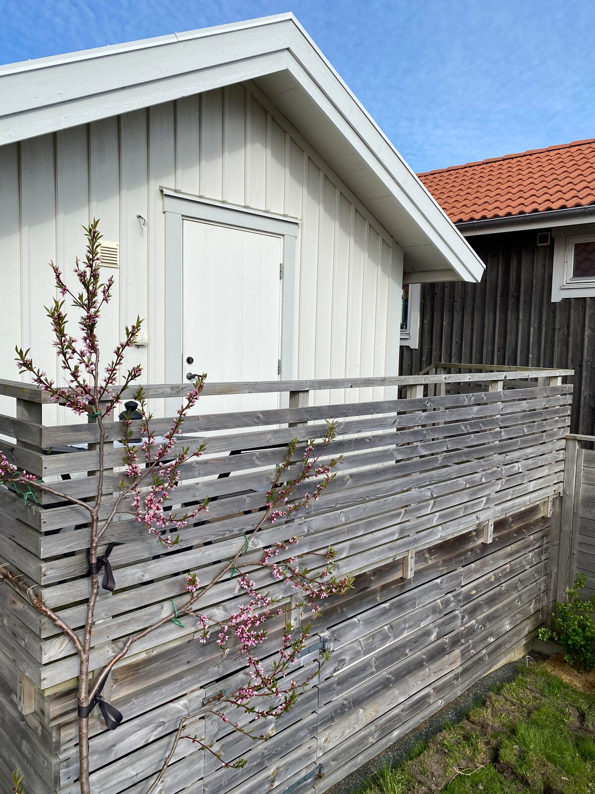 The exterior of the cabin is presented, featuring light-colored wooden siding and a small entrance door. A wooden deck with horizontal slats surrounds the entrance, while a flowering branch adds a touch of nature beside the structure. The sky is bright and clear.