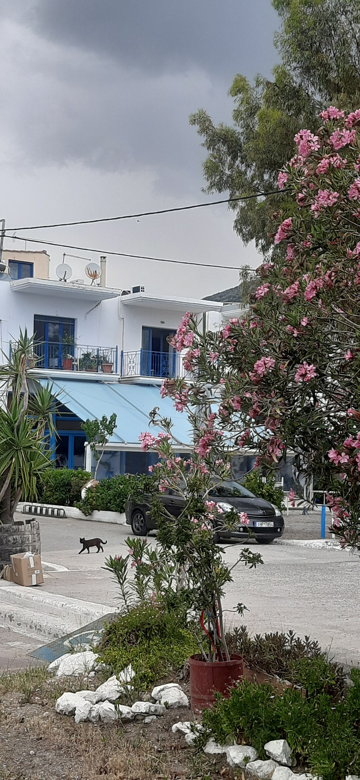 A view of a two-story building with blue accents and surrounding greenery is presented. Pink flowering plants and a tall succulent stand in the foreground, while a paved area reveals a parked car and a black cat walking by. White pebbles are arranged along the edge.