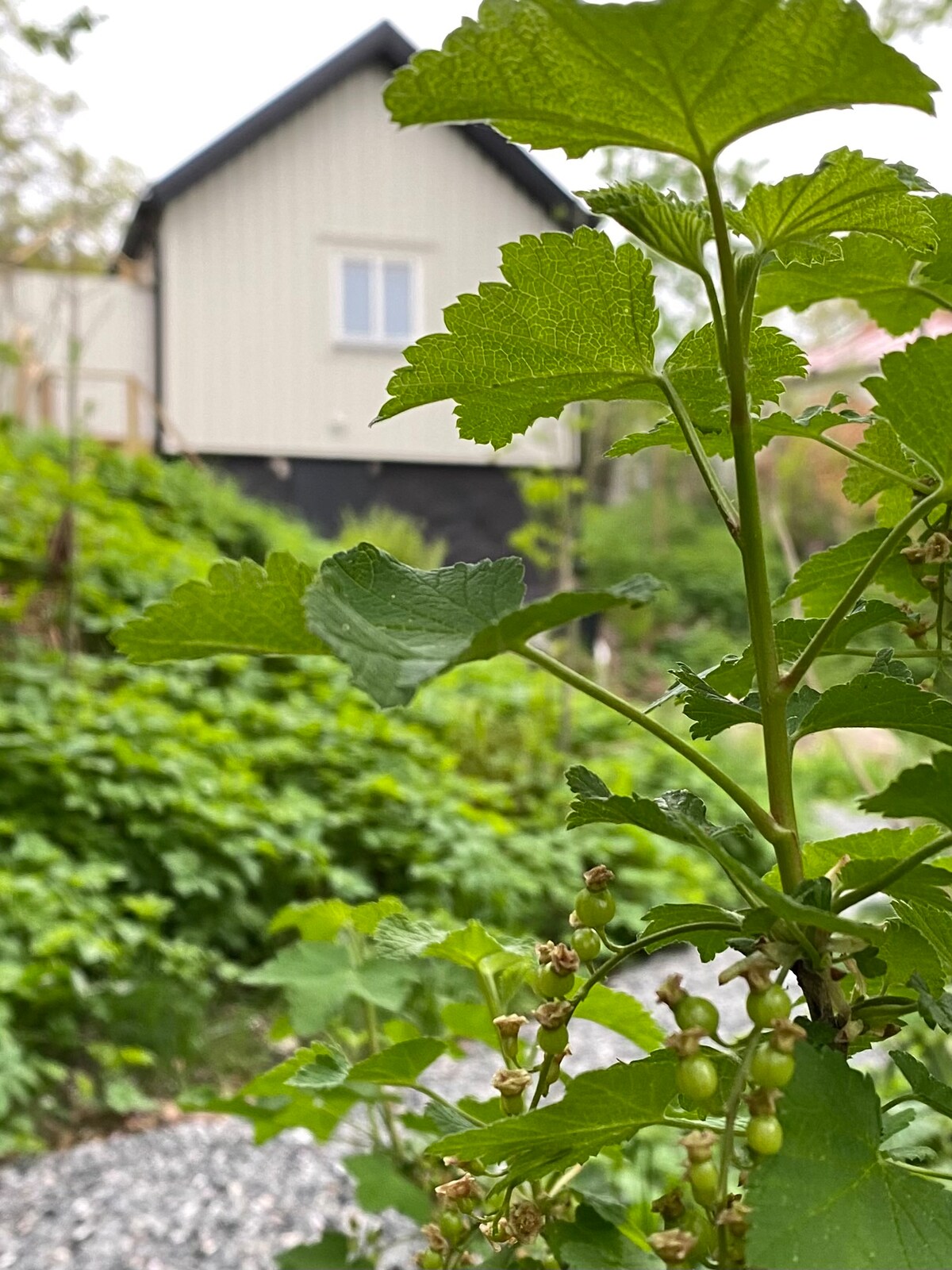 A close-up view of green leaves and budding berries is featured in the foreground. In the background, a light-colored house with a black foundation and a single window is visible, surrounded by lush greenery.