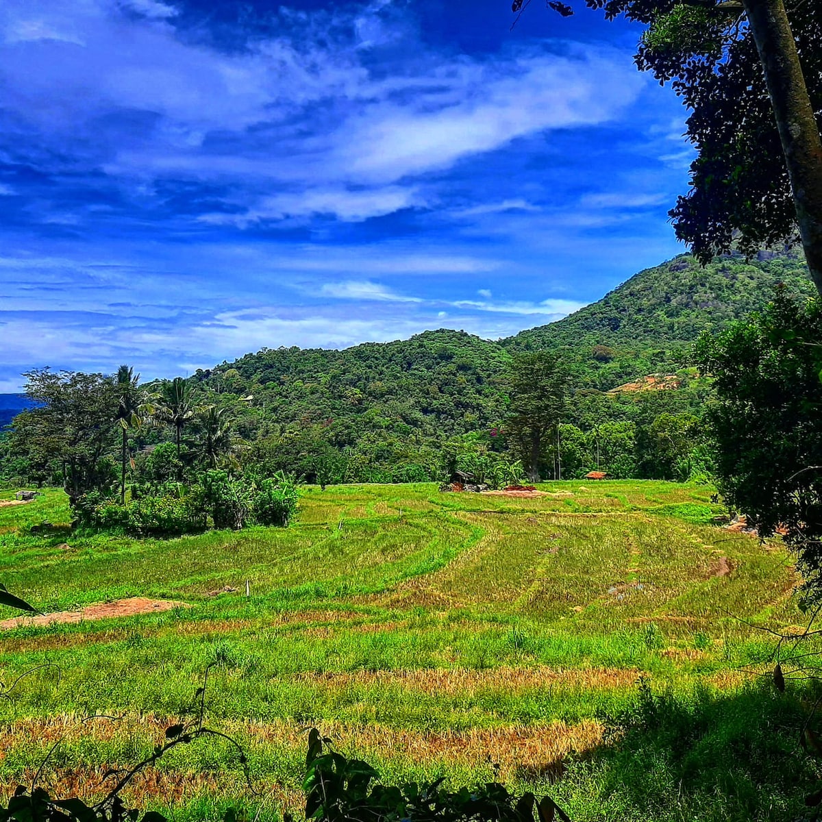Lush green paddy fields stretch across the landscape, set against a backdrop of distant mountains. The sky is partly cloudy, with shades of blue and white. Tall trees and vegetation frame the scene, providing a glimpse into the serene rural environment.