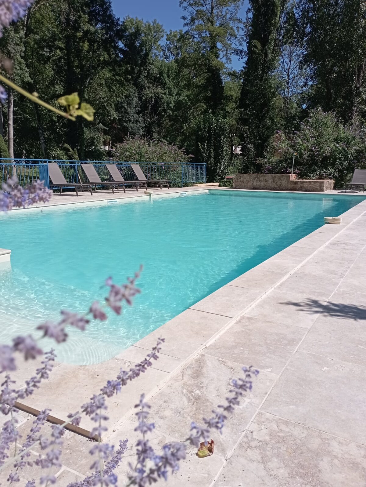 A shared outdoor swimming pool is encircled by a stone deck and bordered by lounge chairs. Lush green trees provide shade in the background, while lavender plants add a subtle touch of color to the scene. The pool reflects the clear blue sky above.