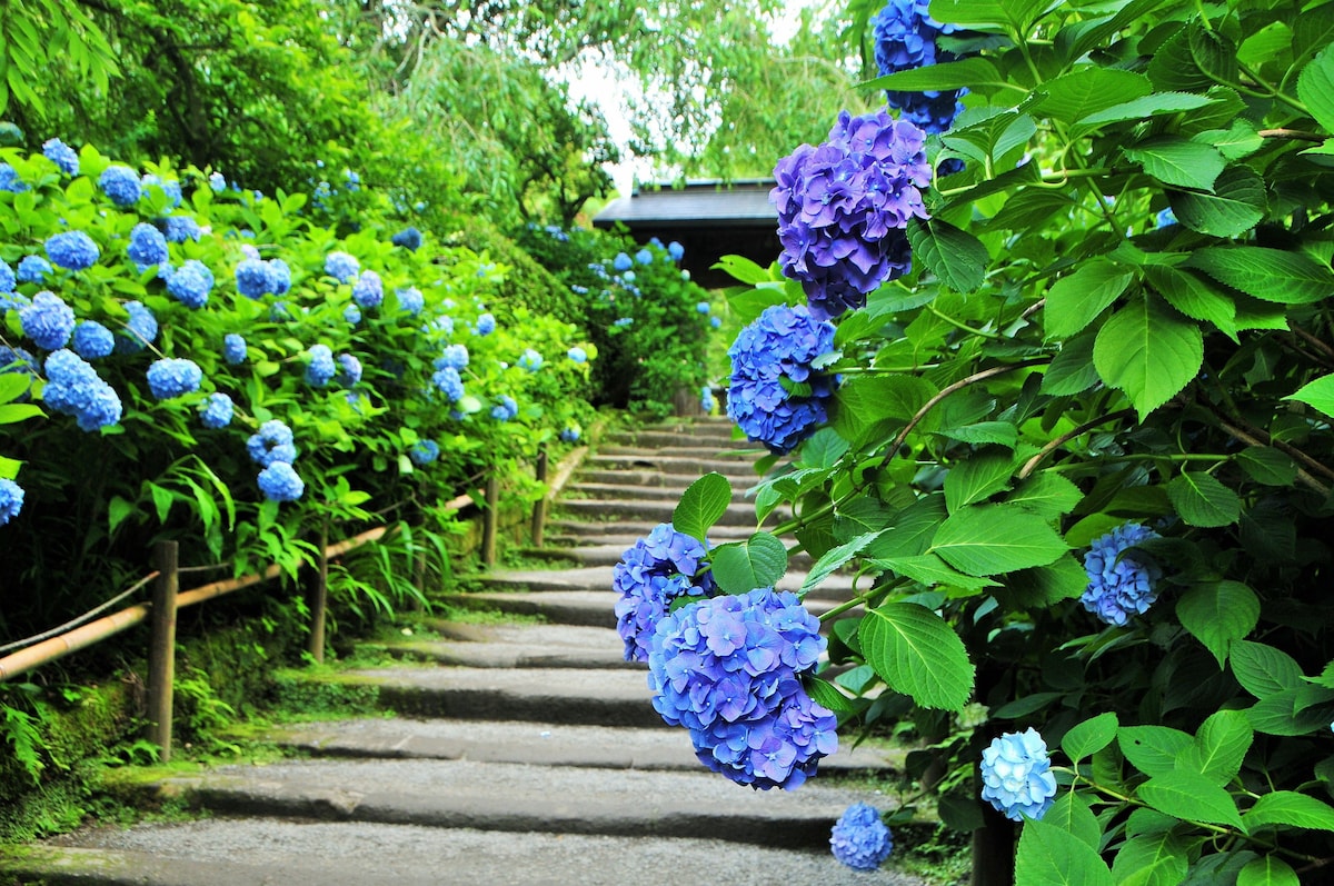 Stone steps are framed by lush greenery and clusters of vibrant blue hydrangeas, leading to a structure in the background. The path is bordered by wooden railings, creating a serene atmosphere with natural elements.