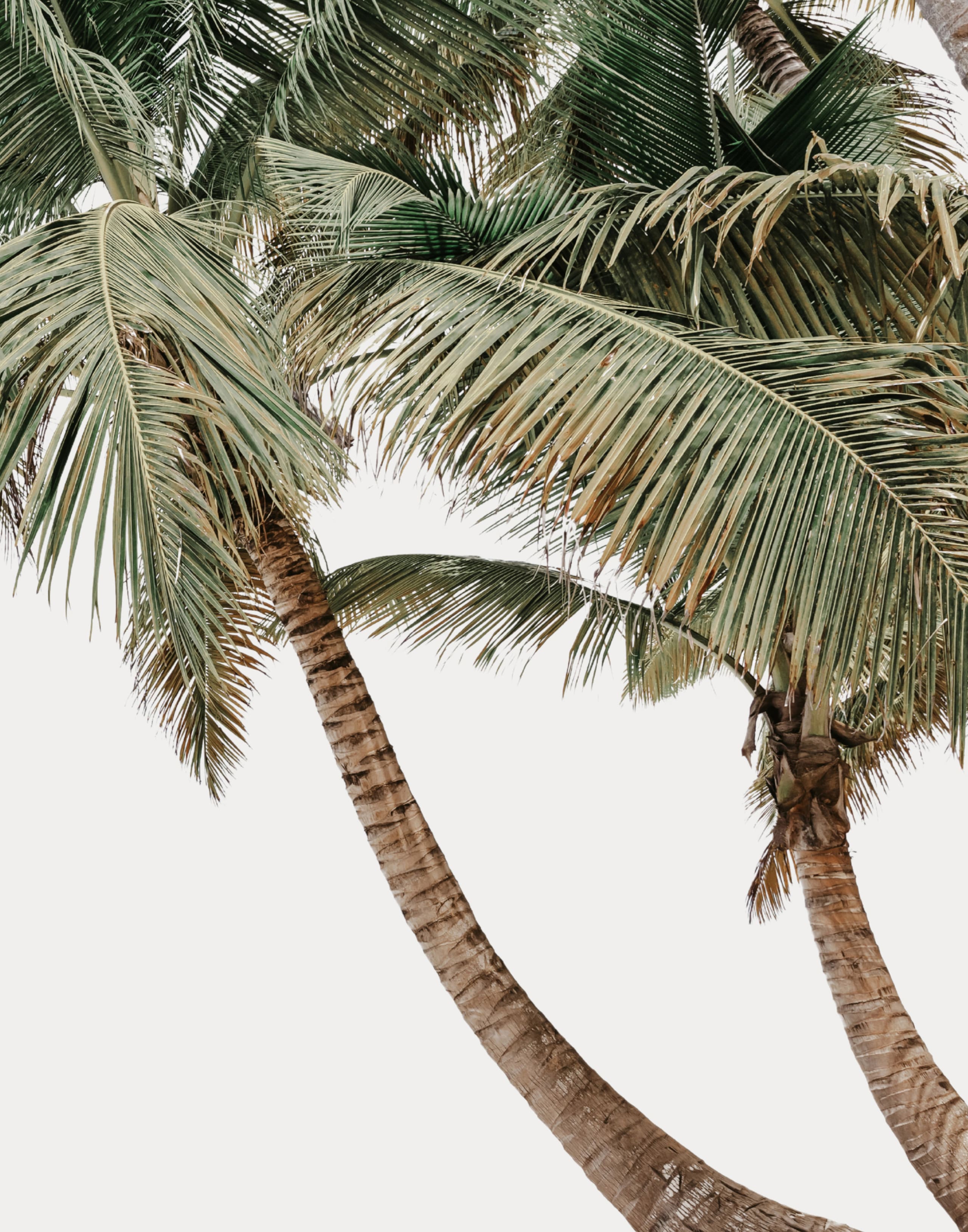 Tropical Oceanside Oasis - Photo 37