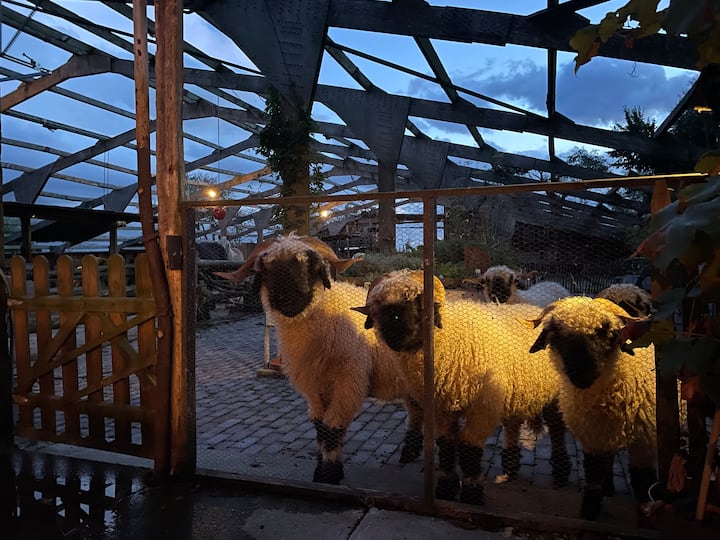 Slapen bij de schapen & een hele kudde paarden. in Goenga, Friesland ...