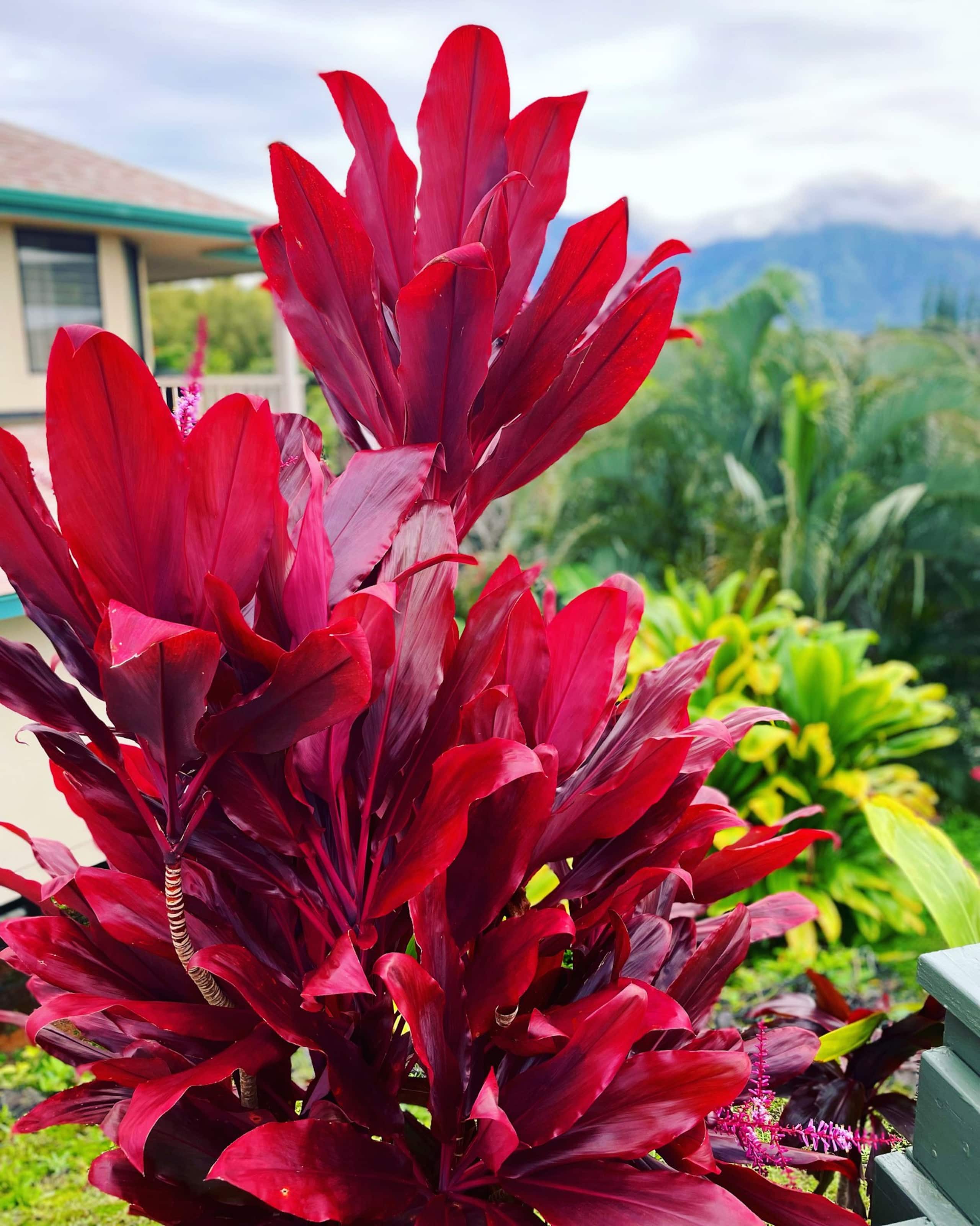 Villa in Princeville · ★4.96 · 2 bedrooms · 2 beds · 2.5 baths - Image 20