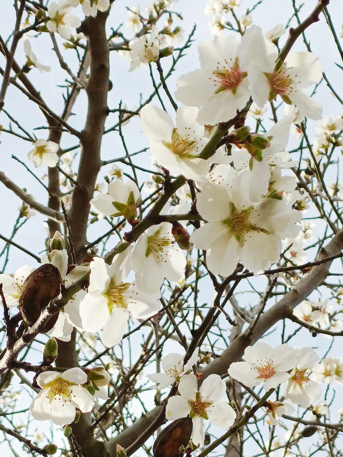 Delicate white blossoms adorn the branches of a tree, set against a clear sky. The flowers feature subtle pink centers, adding a gentle contrast. Some branches display brown, dried fruit pods, providing texture to the natural scene.