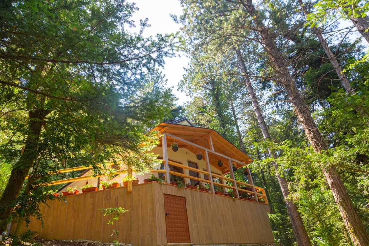 A wooden cabin is nestled among tall trees, with a welcoming porch adorned with hanging plants. Sunlight filters through the branches, creating a serene environment. The structure features a sloped roof and large windows that enhance the connection with nature.