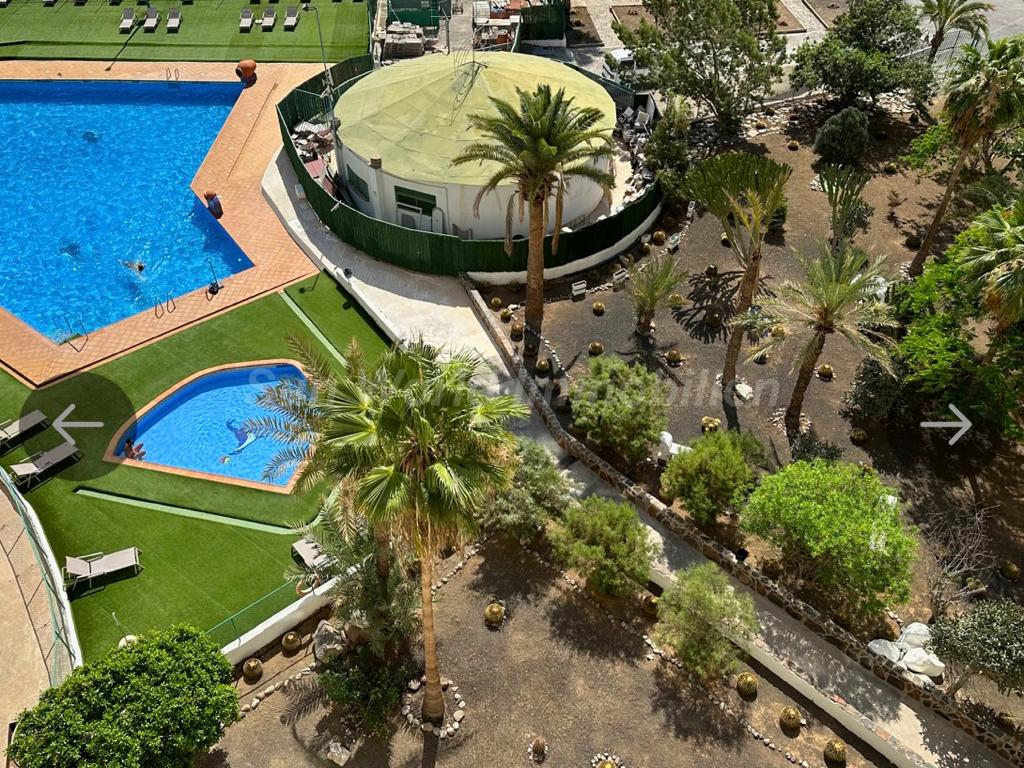 A view from above showcases a well-maintained community pool area surrounded by palm trees. Two swimming pools, one larger and one smaller, are visible, along with lounge chairs placed on green grass. The landscape features manicured gardens and pathway paths leading to shaded areas.