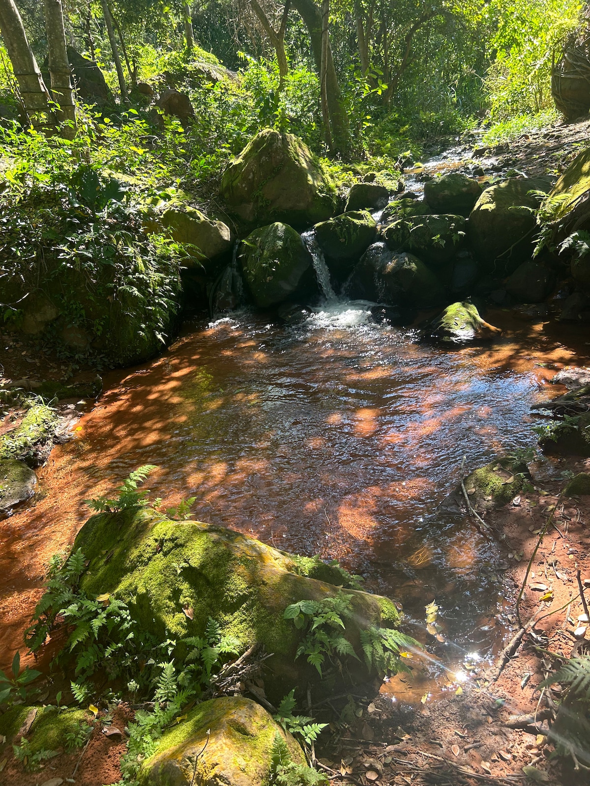 A natural stream flows over rocks, creating gentle ripples in the water. Surrounding the stream are lush green ferns and moss-covered stones, with dappled sunlight filtering through the trees above, enhancing the serene atmosphere of the natural environment.