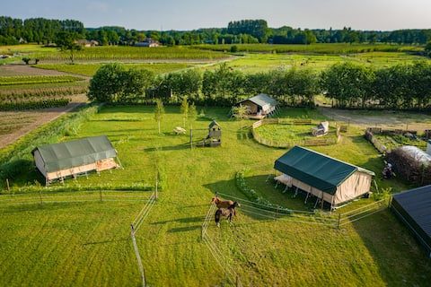 Glamping among the horses 'The New Forest'