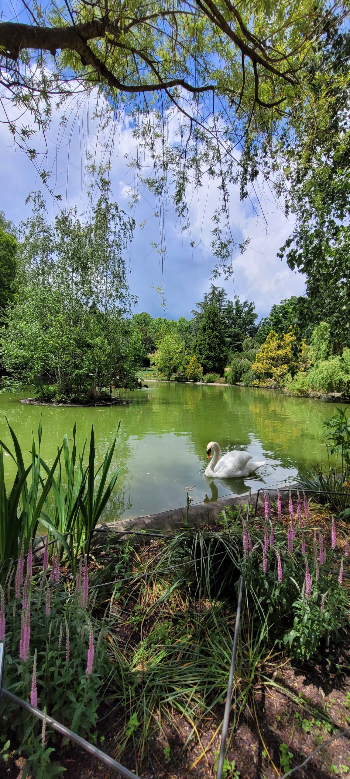 A serene pond is surrounded by lush greenery and vibrant flowers. A swan glides gracefully across the water, with gentle ripples reflecting the sky and surrounding trees. Soft light filters through the leaves, enhancing the tranquil atmosphere.