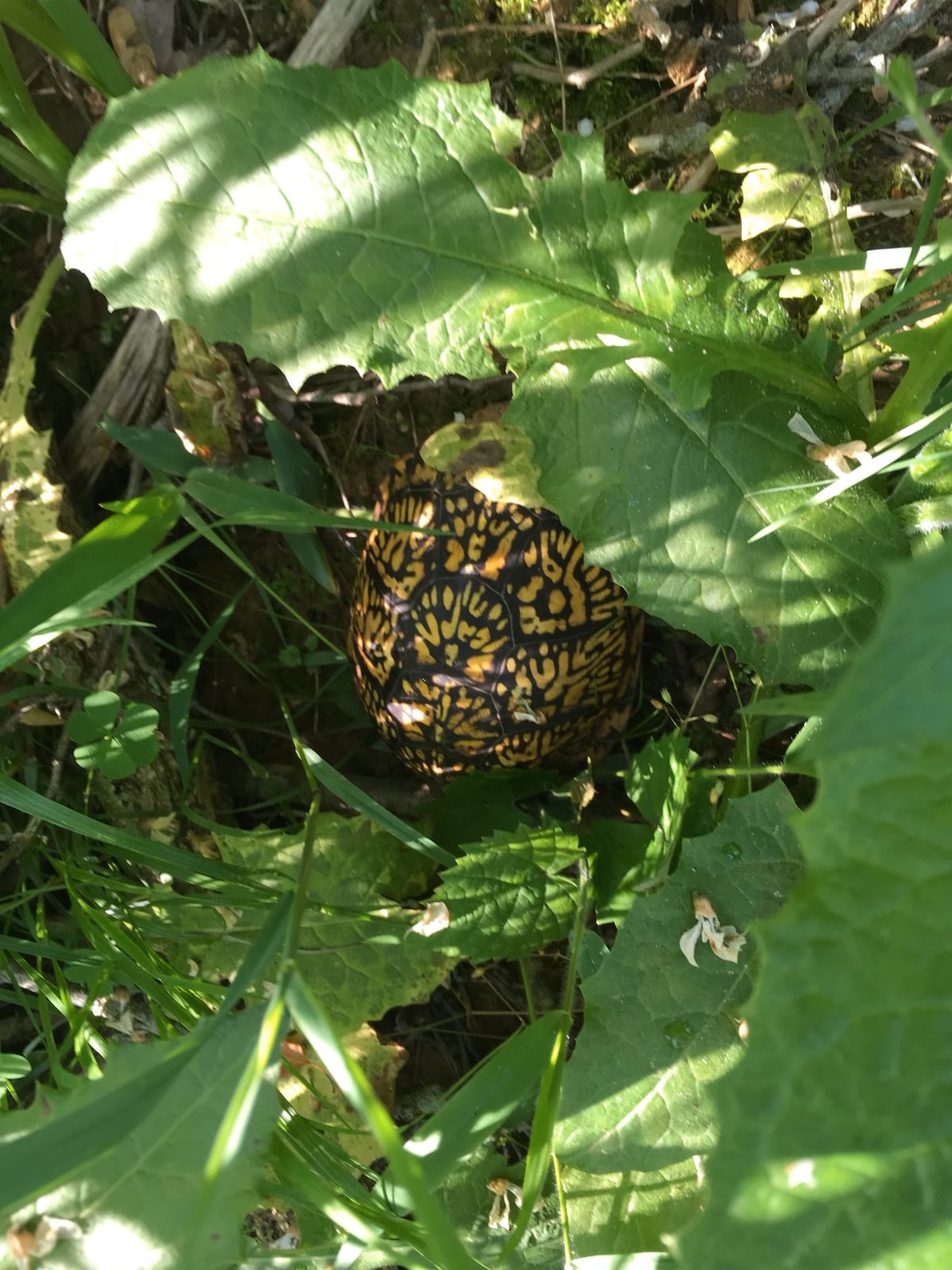 A brightly patterned turtle shell is partially hidden among green leaves and tall grass. The shell features a striking yellow and black design, contrasting with the surrounding foliage. Natural light filters through the leaves, illuminating the unique textures and colors of the environment.