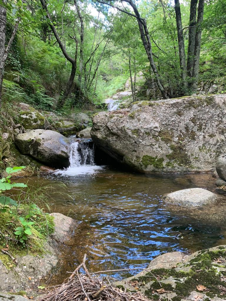 A serene natural landscape features a flowing stream cascading over rocks, surrounded by lush greenery. Clear water pools at the base, reflecting the surrounding foliage. Large boulders covered in moss add texture to the scene, creating a tranquil and secluded environment.