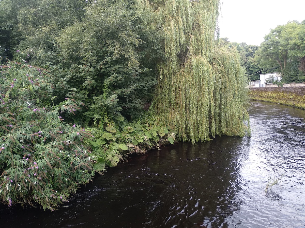 A serene river landscape is depicted, featuring flowing dark water bordered by greenery. Willows and lush shrubs overhang the riverbank, creating a natural habitat. The scene captures a sense of tranquility with vibrant foliage surrounding the peaceful waterway.