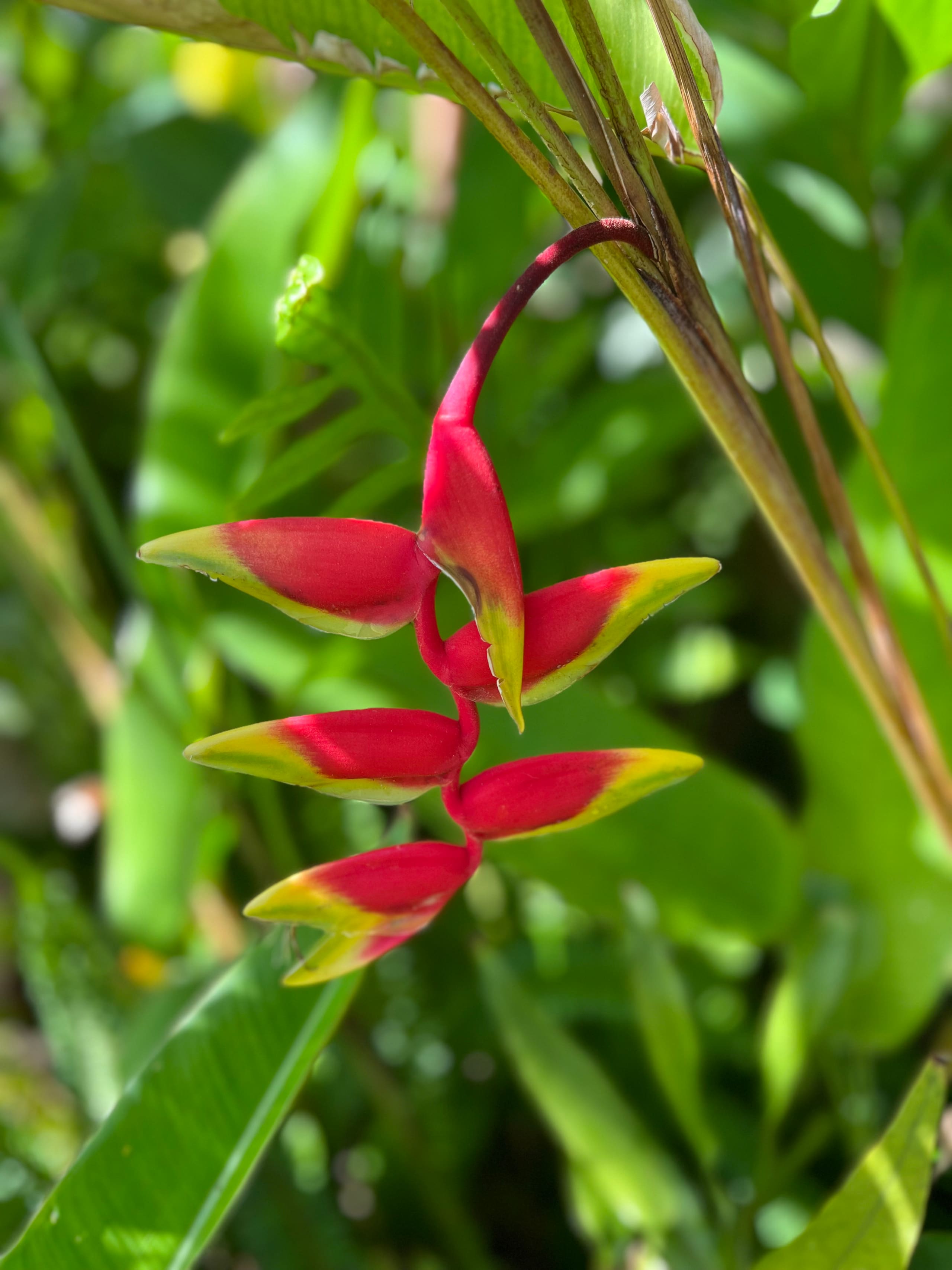 Condo in Lahaina · ★4.97 · 1 bedroom · 2 beds · 1 bath - Image 31