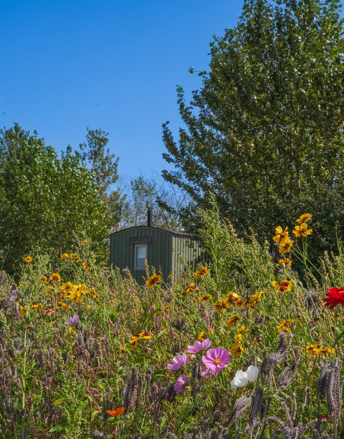 A Shepherd's Hut is nestled among vibrant wildflowers in a meadow, with colorful blooms creating a natural border. Lush greenery surrounds the hut, and a clear blue sky provides a bright backdrop, enhancing the serene countryside setting.