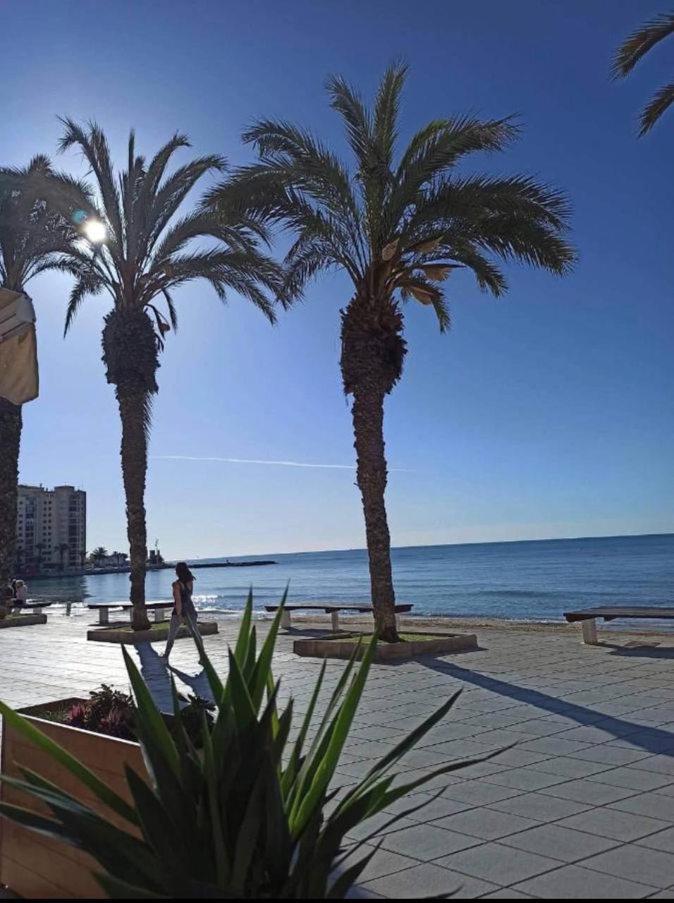 The image displays a wide view of a beach promenade lined with tall palm trees. A calm sea extends into the distance under a clear blue sky. Sunlight reflects softly on the water's surface, creating a serene coastal atmosphere.