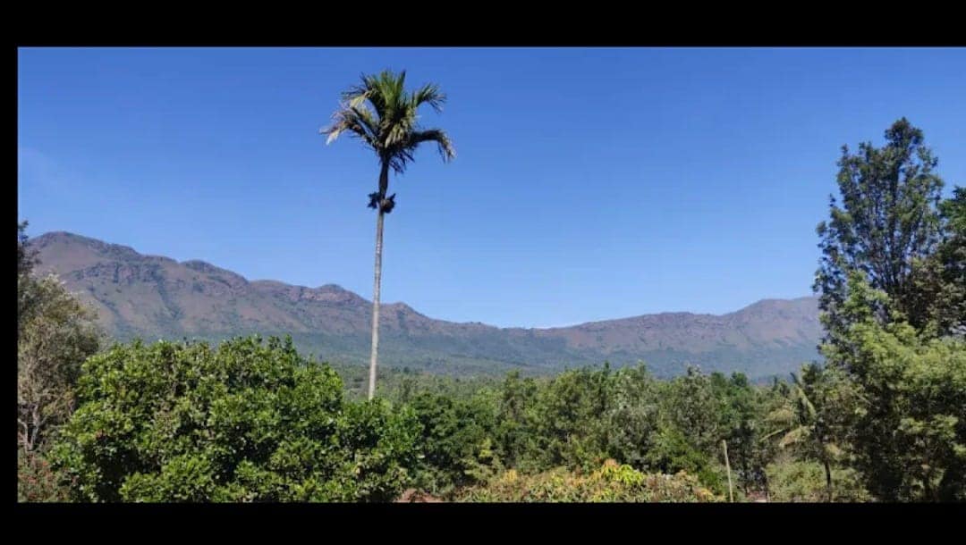 A panoramic view of a landscape featuring a tall palm tree in the foreground, with lush greenery surrounding it. In the background, rolling mountains rise under a clear blue sky, showcasing a tranquil natural setting.